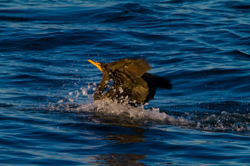 Double-Crested Cormorant Landing On Water